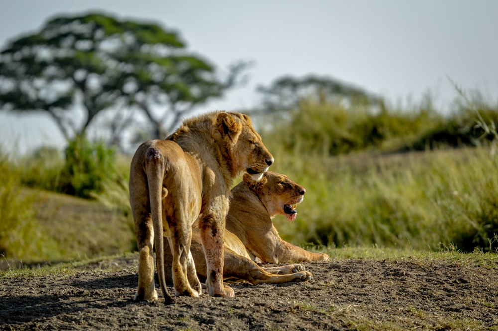 MUFASA TOURS AND TRAVEL