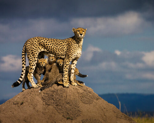 Protection MUFASA TOURS AND TRAVELS KENYA