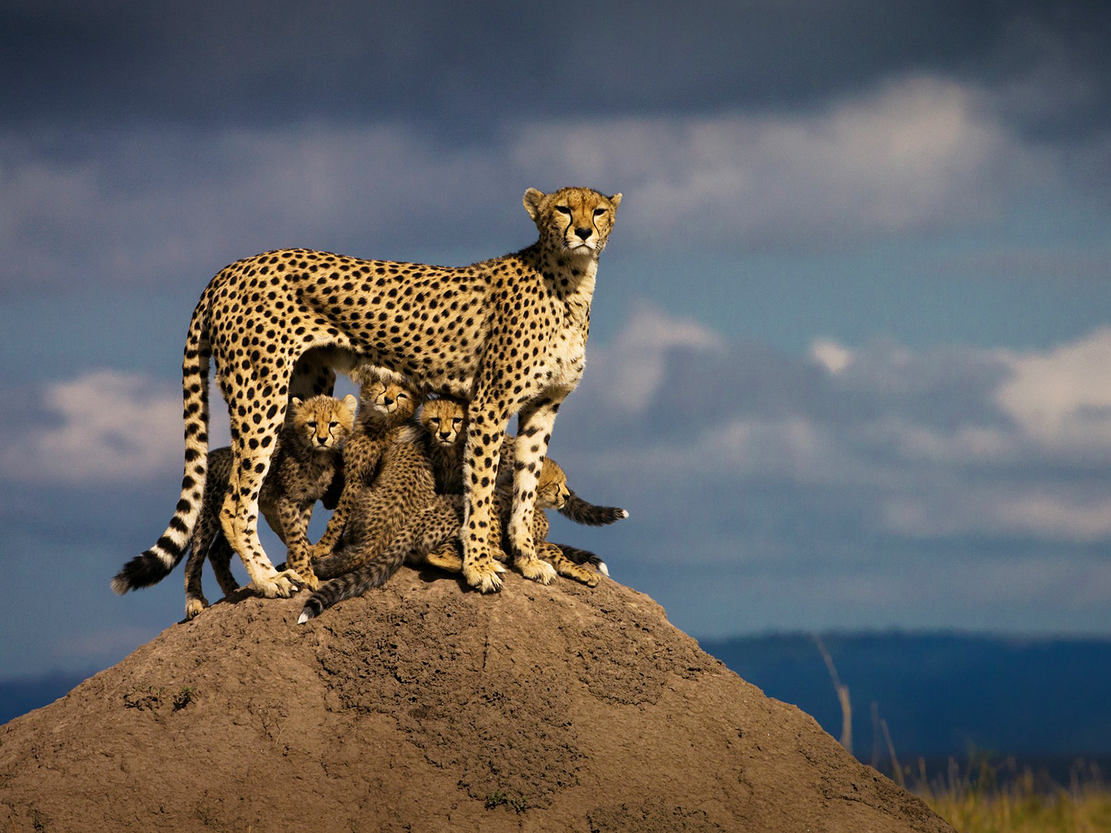 MUFASA TOURS AND TRAVELS KENYA