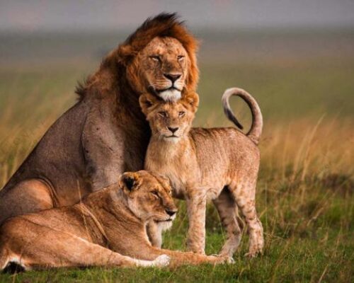 Masai-Mara MUFASA TOURS AND TRAVELS KENYA