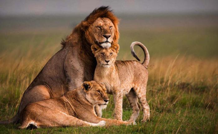 MUFASA TOURS AND TRAVELS KENYA