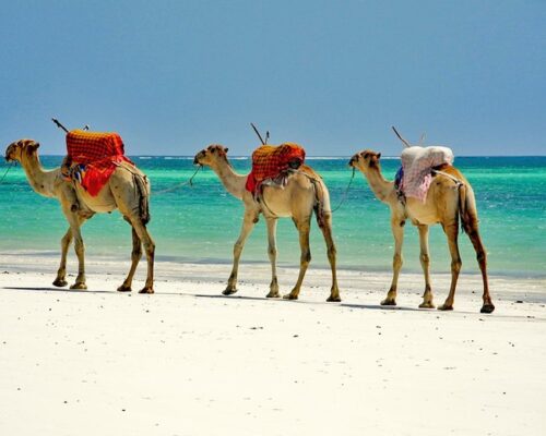 MUFASA TOURS AND TRAVELS KENYA