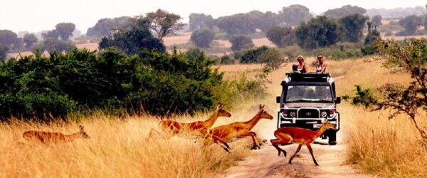 Queen Elizabeth National park Uganda safari