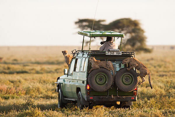 kenya tanzania rwanda safaris
