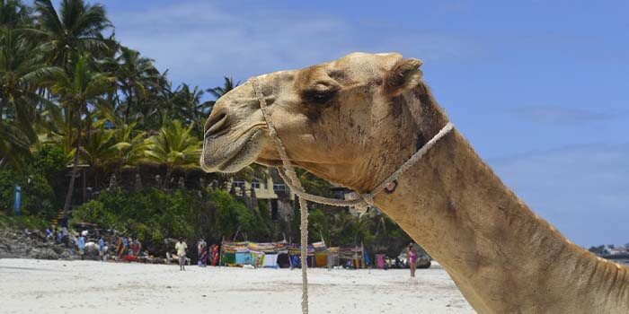 Mombasa Beach Kenya