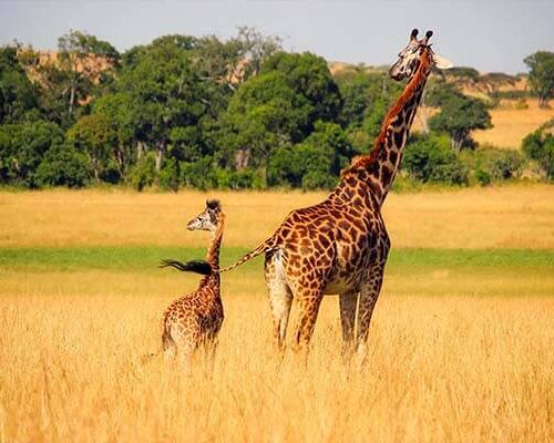 giraffe uganda safari