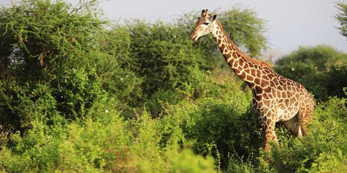 attractions in tsavo east national park