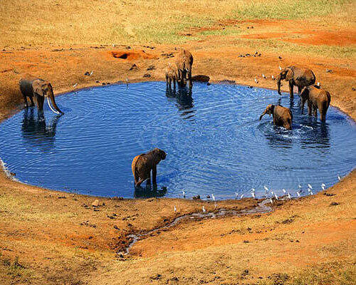 elephants (2)