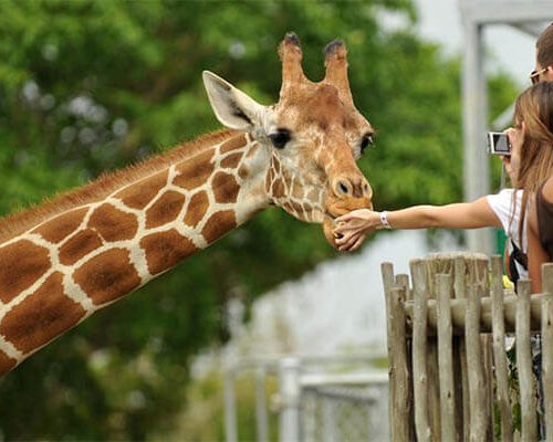 giraffe centre