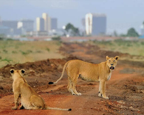 lions in nairobi