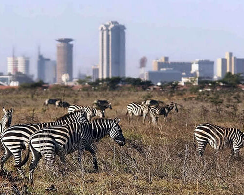 nairobi national park zebra