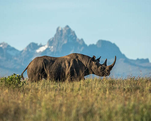 rhino sanctuary