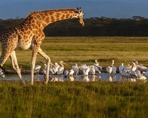 tsavo giraffe