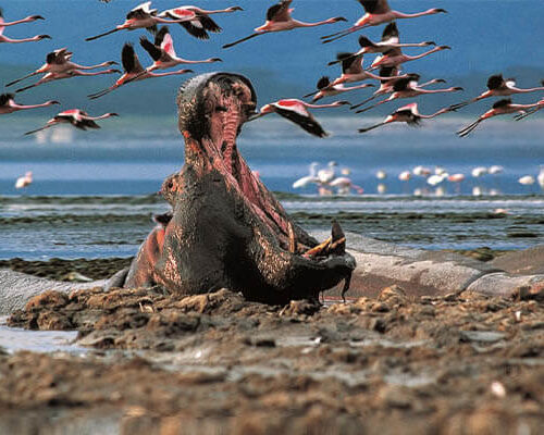wildlife lake nakuru wildlife lake nakuru