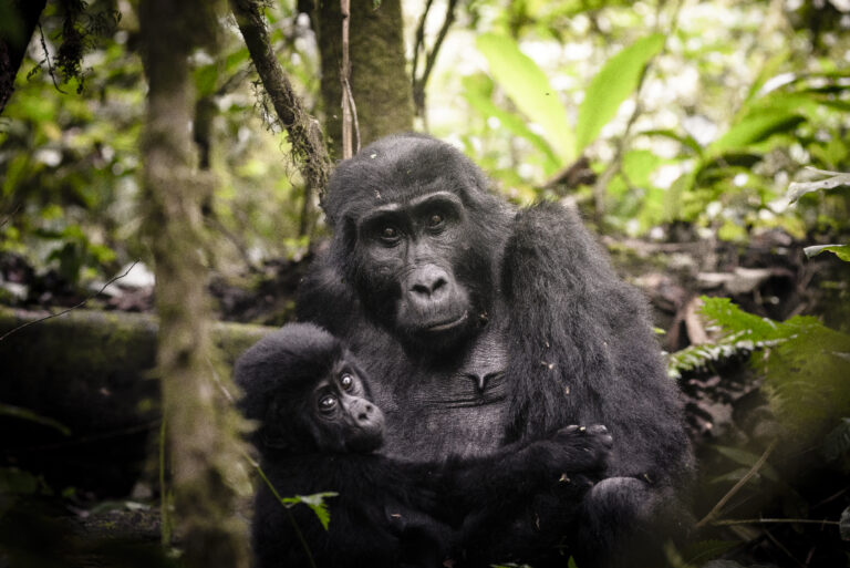 Uganda, Sanctuary Gorilla Forest Camp