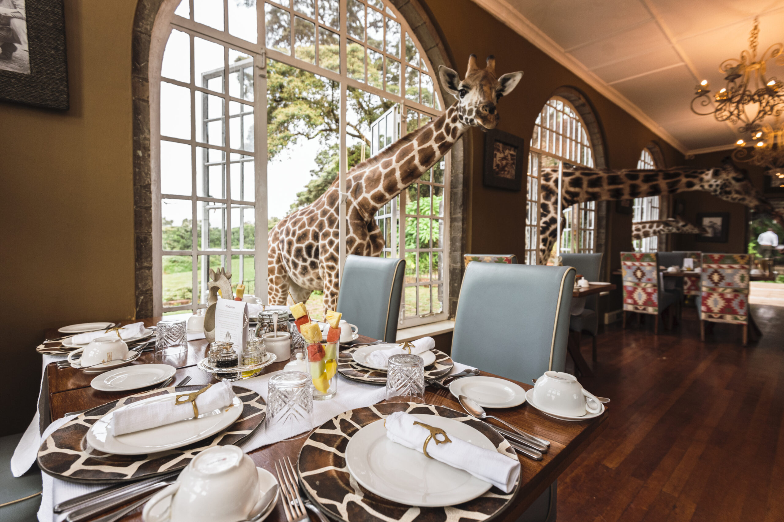 Giraffes-waiting-for-breakfast