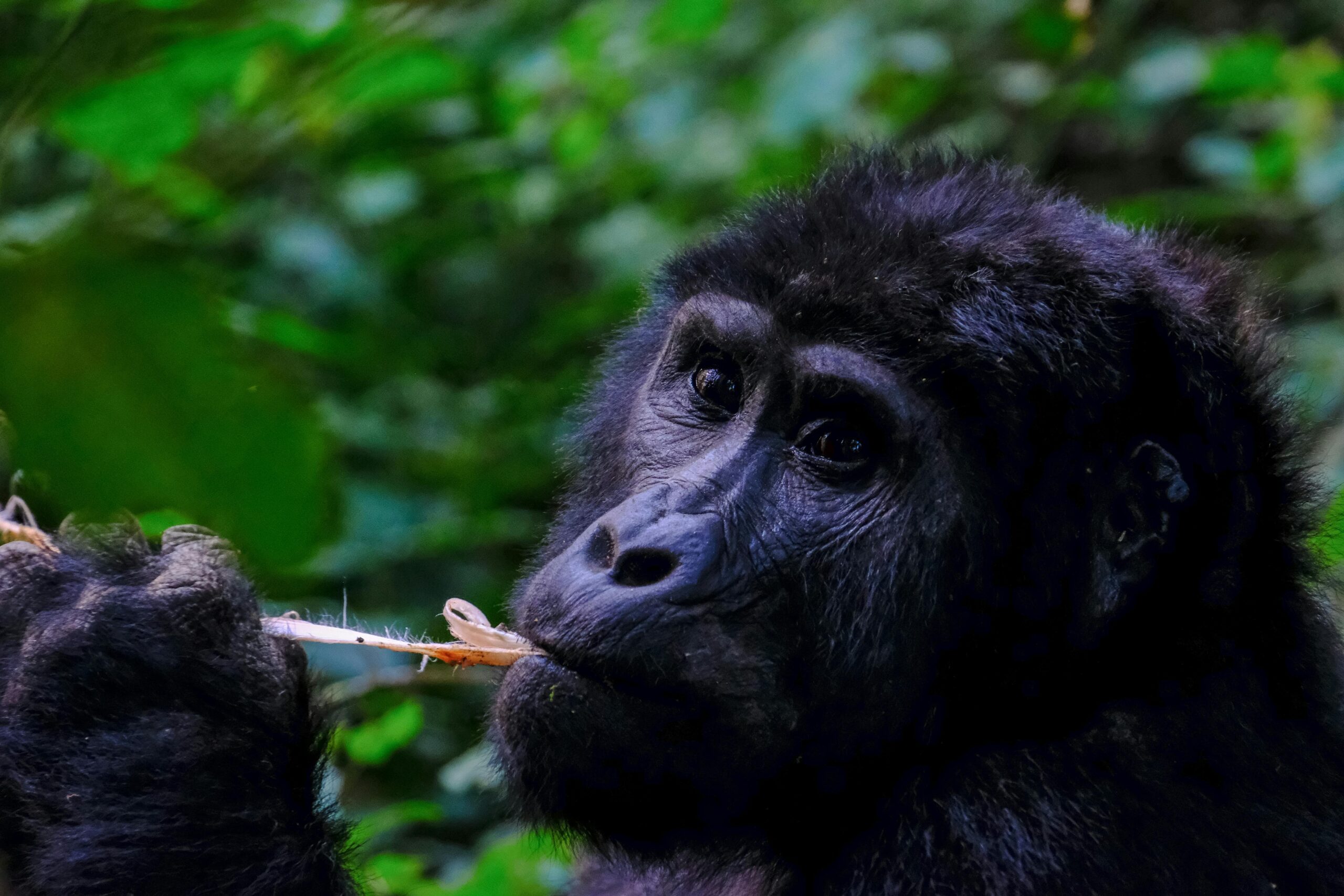 Gorilla