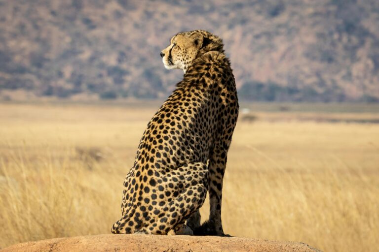 cheetah