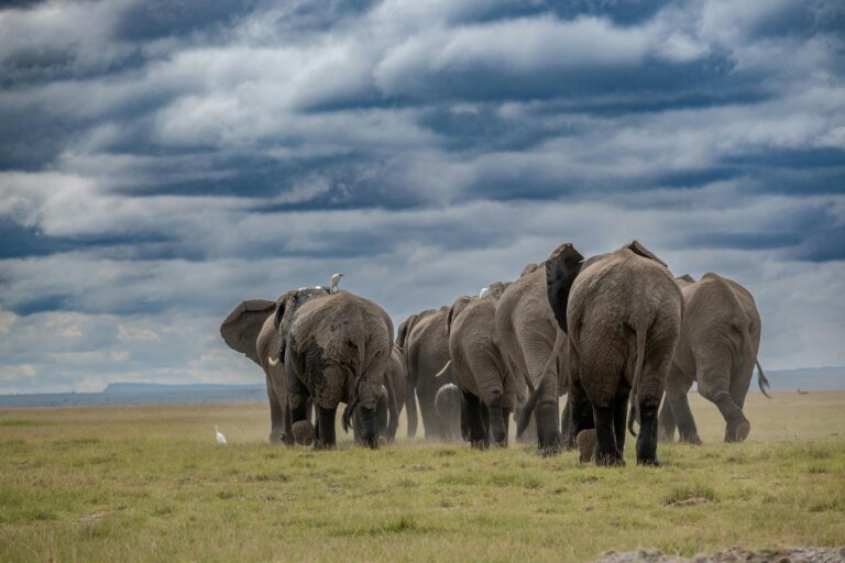 elephants-serengeti