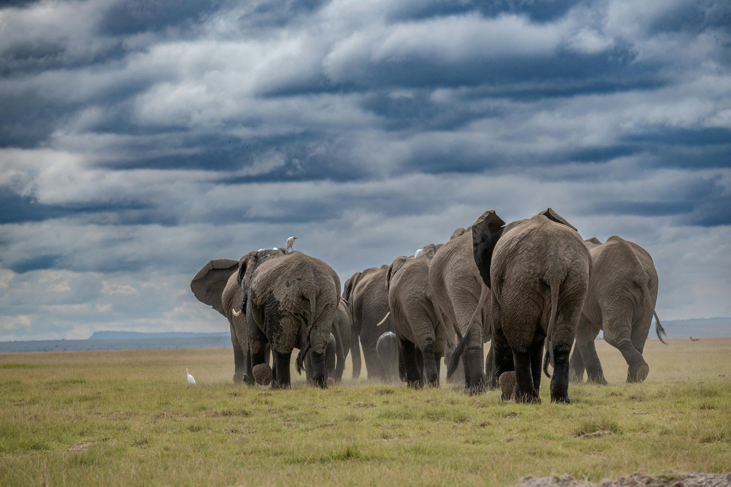 elephants-serengeti