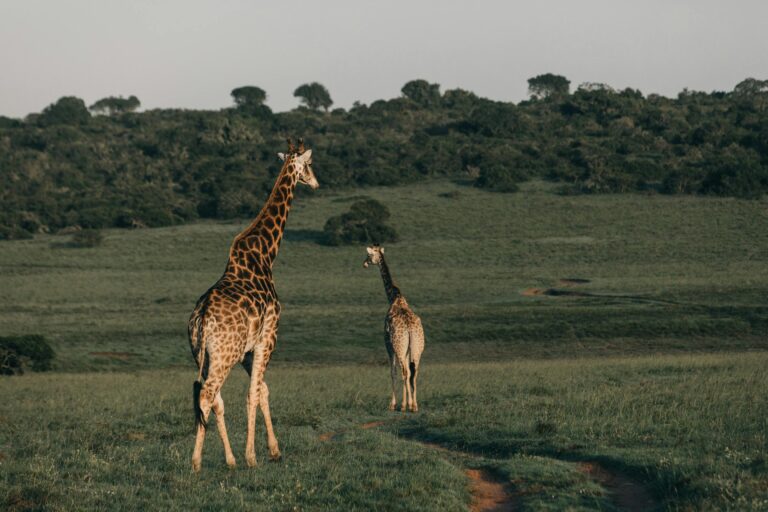 giraffe-2