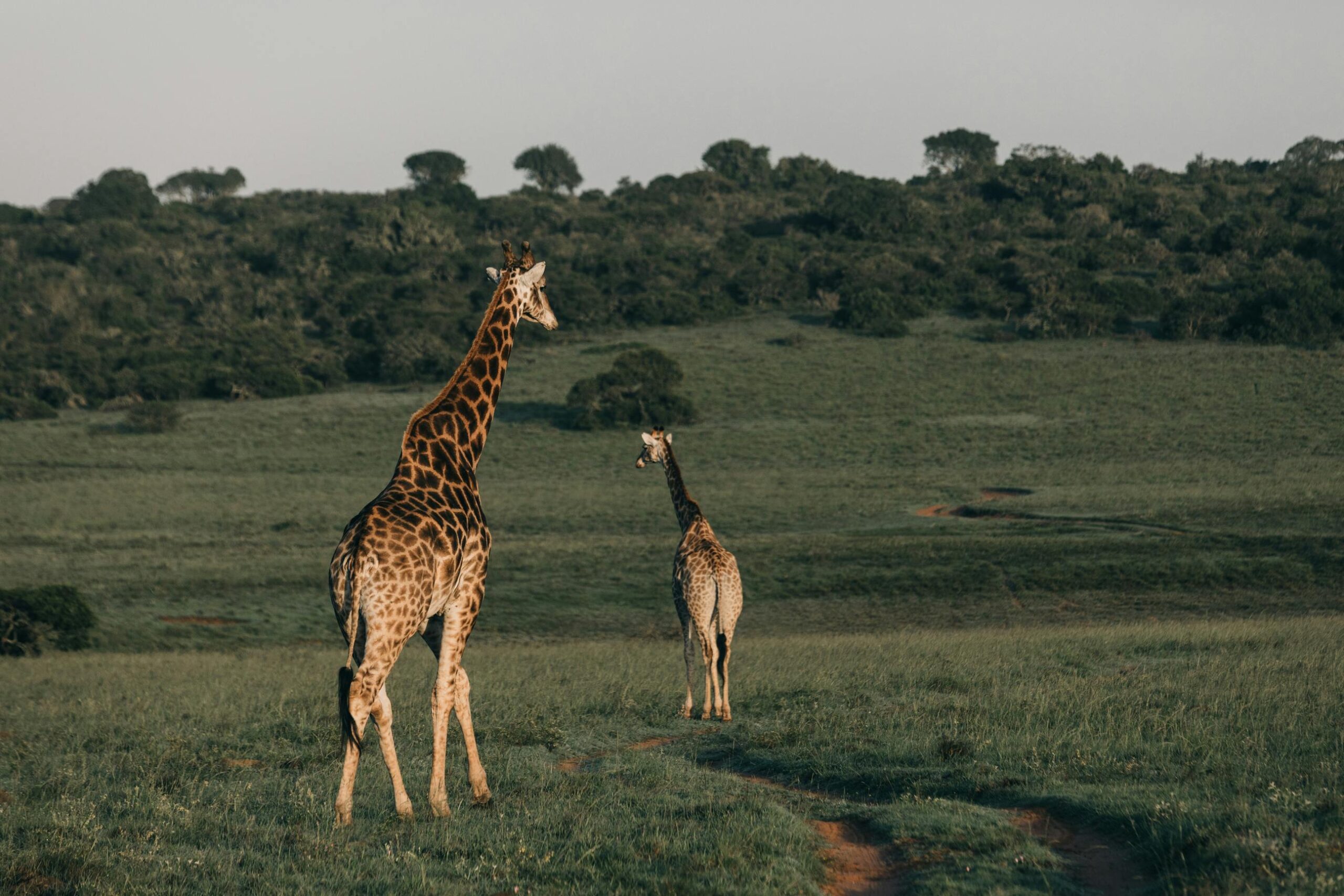 giraffe-2