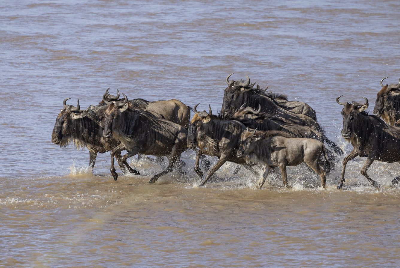 wildebeests crossing